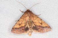 Pyrrhia umbra