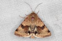 Heliothis viriplaca