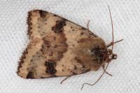 Heliothis viriplaca