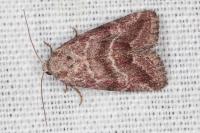 Phyllophila obliterata
