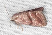 Phyllophila obliterata
