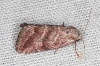 Phyllophila obliterata