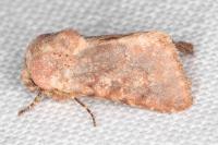 Metopoceras felicina