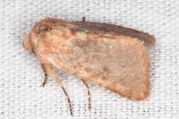 Metopoceras felicina