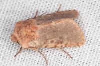 Metopoceras felicina