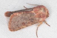 Metopoceras felicina