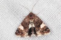 Tyta luctuosa