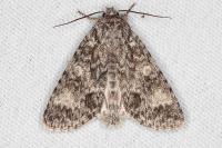 Acronicta megacephala