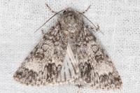 Acronicta megacephala