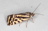 Emmelia trabealis