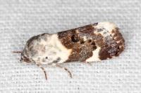 Acontia lucida