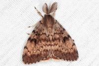 Lymantria dispar