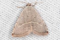 Eublemma polygramma