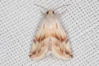 Eublemma ostrina