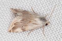 Eublemma ostrina