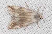 Eublemma ostrina