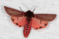 Phragmatobia fuliginosa
