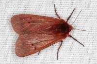Phragmatobia fuliginosa