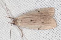 Pelosia muscerda