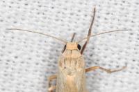 Indalia pygmaeola pallifrons