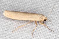 Indalia pygmaeola pallifrons