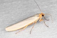 Eilema caniola