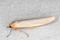 Eilema caniola