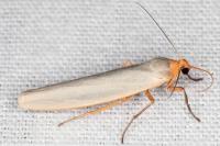 Eilema caniola