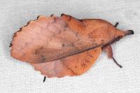 Gastropacha quercifolia