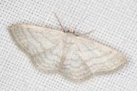 Idaea subsericeata