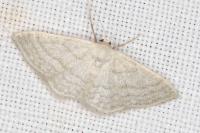 Idaea subsericeata