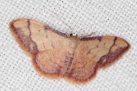 Idaea ostrinaria