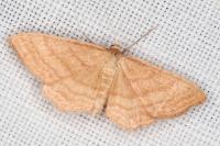 Idaea ochrata