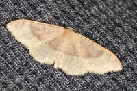 Idaea degeneraria
