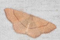 Cyclophora ruficiliaria
