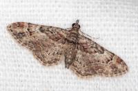 Gymnoscelis rufifasciata