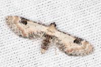Eupithecia centaureata