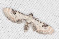 Eupithecia centaureata