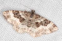 Epirrhoe alternata
