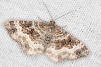 Epirrhoe alternata