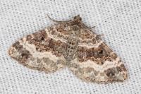Epirrhoe alternata