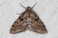 Tephronia sepiaria