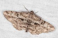Peribatodes rhomboidaria rhomboidaria