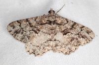 Peribatodes ilicaria ilicaria