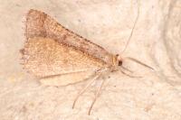 Isturgia murinaria