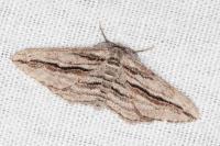 Ecleora solieraria