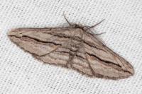 Ecleora solieraria