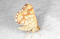 Chiasmia clathrata
