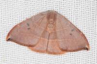 Watsonalla uncinula