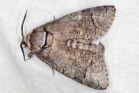 Cossus cossus